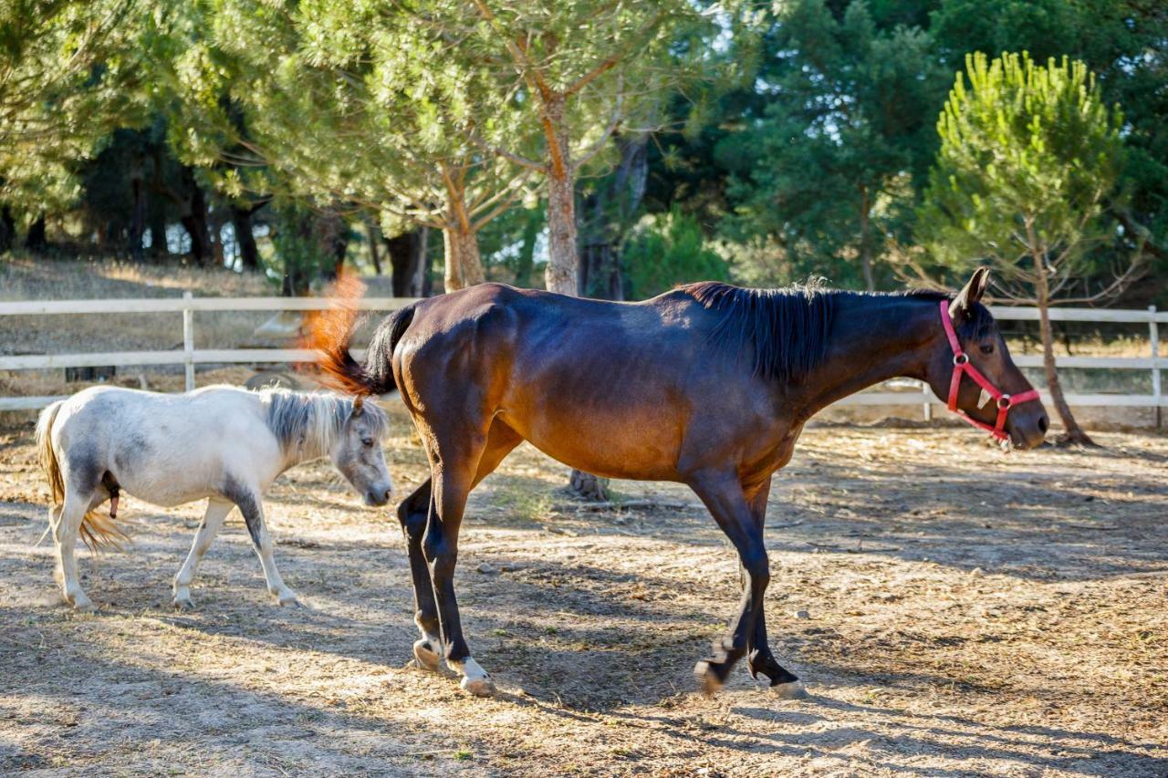 Herdade Da Granja Nova Montargil Buitenkant foto